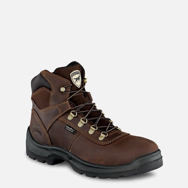 Irish Setter 83617 / 60558 - Ely Brown WP